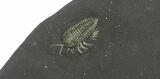 Pyritized Triarthrus Trilobite With Appendages - New York #240672-1